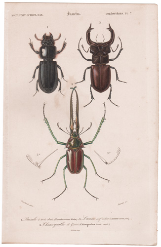 Darwin's Stage Beetle, etc.